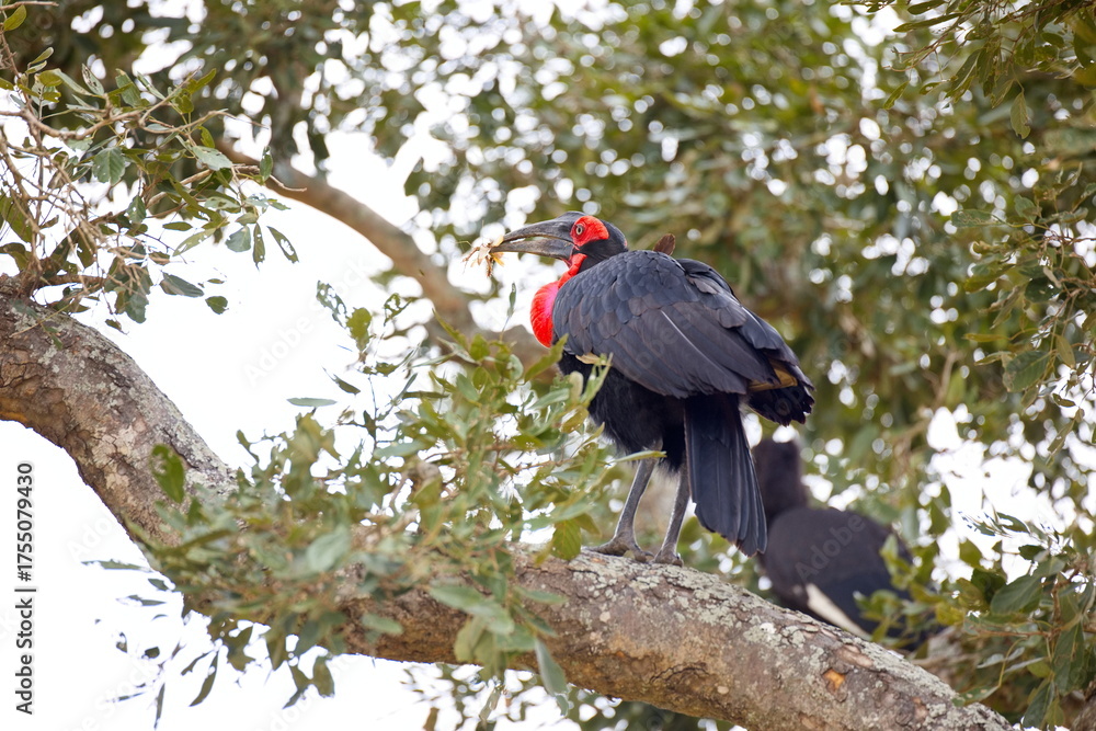 Obraz premium Südliche Hornraben