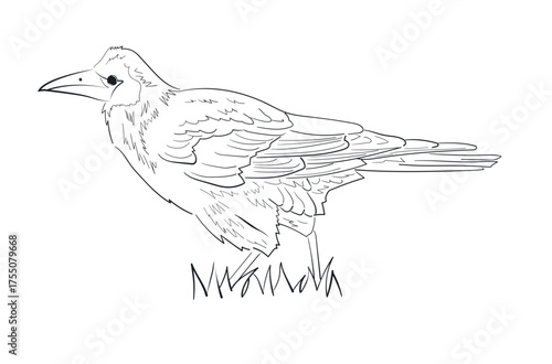Black and white vector illustration of a rook bird standing on grass, side view profile with detailed feathers and beak. Stylized line drawing suitable for coloring page or decorative design.