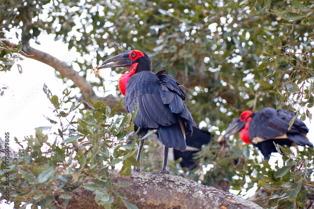 Fototapeta premium Südliche Hornraben