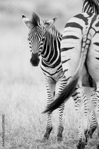 Steppenzebras