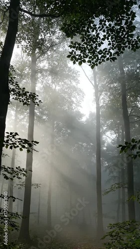 Sunlight streams through forest trees creating atmospheric visual elements