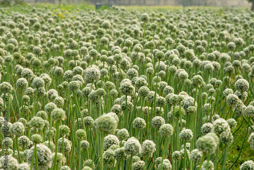 Blooming onion flower in natural daylight, grown for seed production. Tiny white florets form a perfect round cluster, showing the simple beauty of farm life and nature’s detail