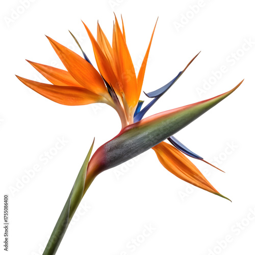 Vibrant Bird of Paradise Flower Isolated. Exotic Strelitzia Bloom on White. on transparent background