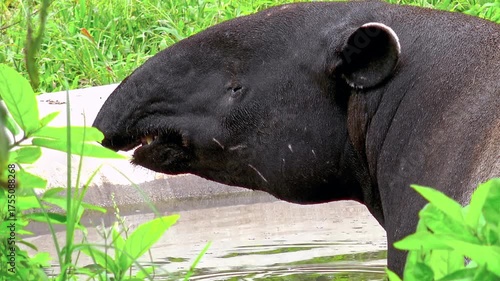 Close-up of Malayan tapir (Tapirus Indicus) lying relaxed in freshwater pond surrounded by green foliage. Large unusual exotic animal wallowing and bathing in water. Side view. Camera stays still.