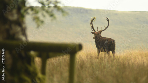 Red Deer - Peak District - Derbyshire - England - United Kingdom - Europe