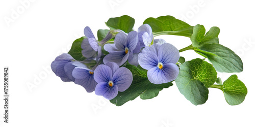 Delicate blue violets with vibrant green leaves against a dark background isolated on a transparent background