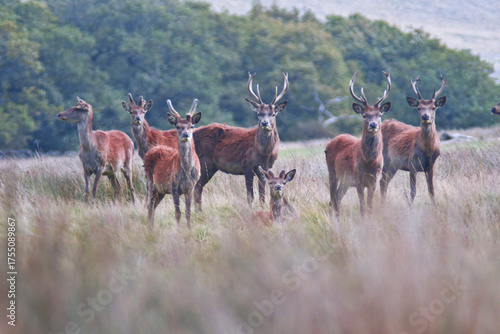 Red Deer - Peak District - Derbyshire - England - United Kingdom - Europe