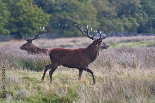 Red Deer - Peak District - Derbyshire - England - United Kingdom - Europe