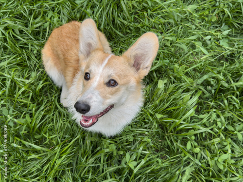 Cute corgi dog sitting on green grass outdoors with copy space on the side. Sunny day, natural background for pet or outdoor themed design.