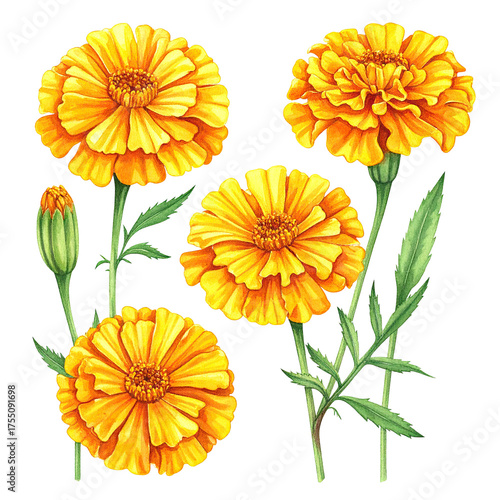 Vibrant watercolor illustration of orange marigold flowers with stems and green leaves against black