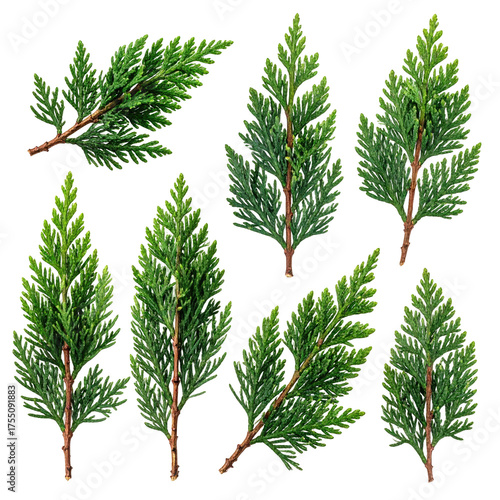 Seven vibrant evergreen sprigs on a transparent background, showcasing detailed foliage