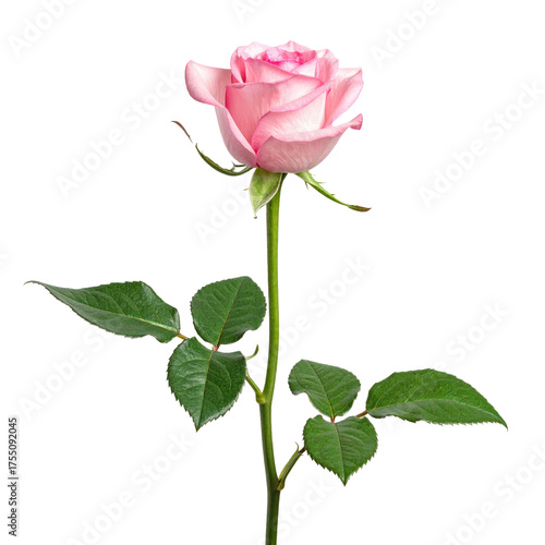 A single, pink rose in full bloom with a green stem and leaves, set against black