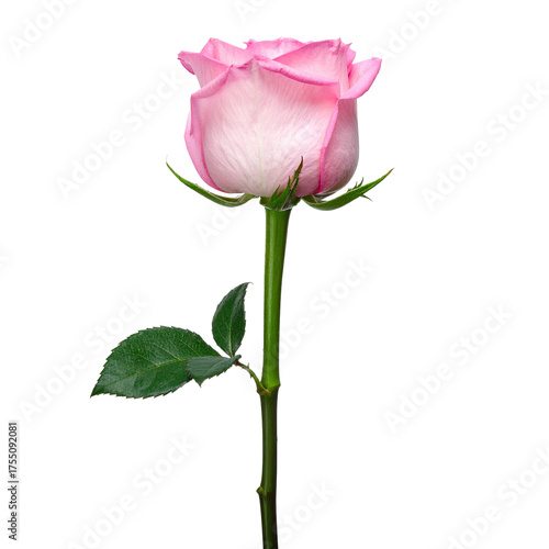 A close-up of a single pink rose with a white center, green stem and leaf against black