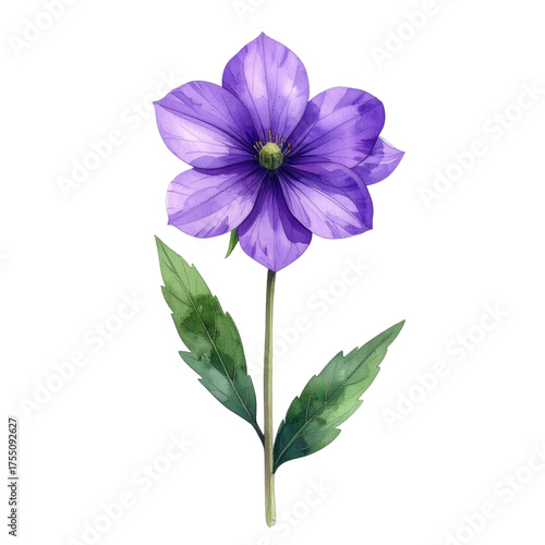 Watercolor rendering of a single purple flower with stem and green leaves on black background