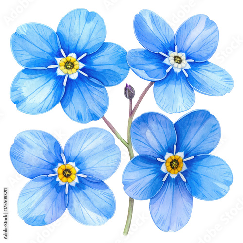 Watercolor illustration of four bright blue forget-me-not flowers on a slender stem