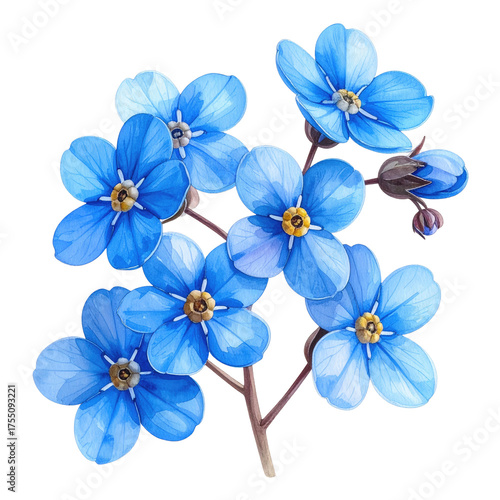 Close-up botanical illustration of vibrant blue forget-me-nots. Delicate details on dark background