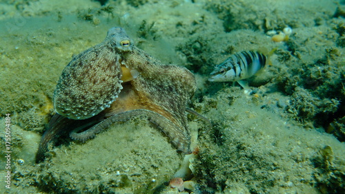 Wallpaper Mural Common octopus (Octopus vulgaris) hunting, Aegean Sea, Greece, Halkidiki, Pirgos beach Torontodigital.ca