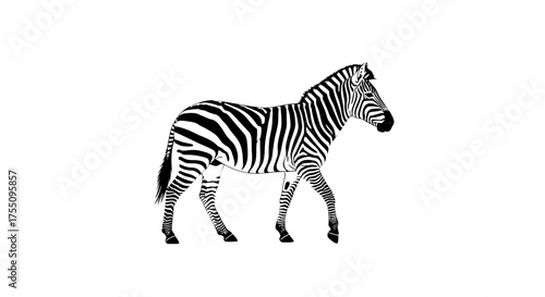 Zebra illustration, showcasing the animals distinctive stripes in a simple design