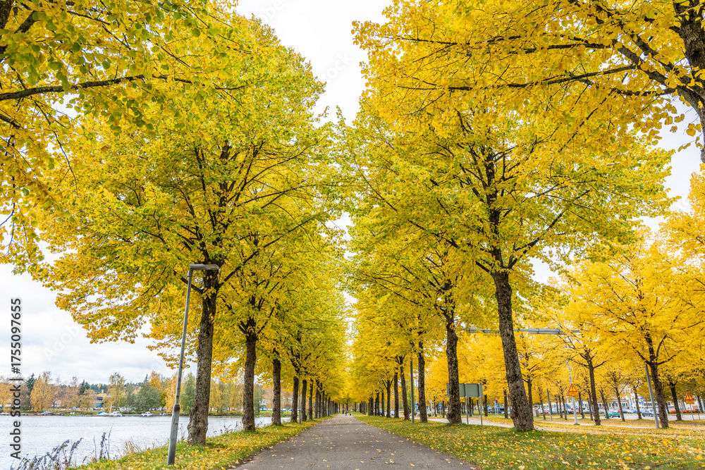 Naklejka premium Golden autumn tree avenue along riverside promenade, Finland