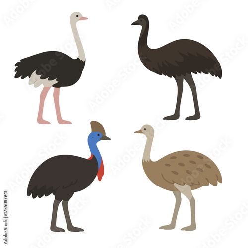 Unique birds in a cartoon style for creative projects