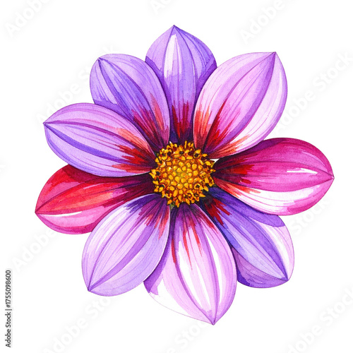 Watercolor close-up of a vibrant dahlia with purple, pink, and red petals