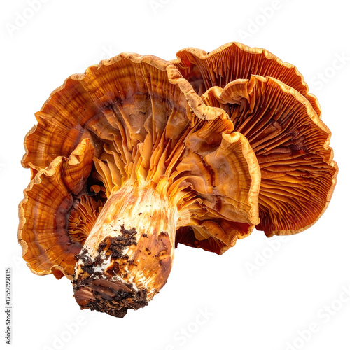 Close-up, low-angle view showcases the underside of two intricately detailed orange fungi against black