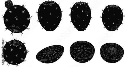 Prickly pear fruit illustration, cactus cross-section drawing, botanical sketch, desert plant anatomy, edible succulent, black and white artwork