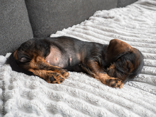 Adorable wire-haired dachshund puppy resting on a soft blanket