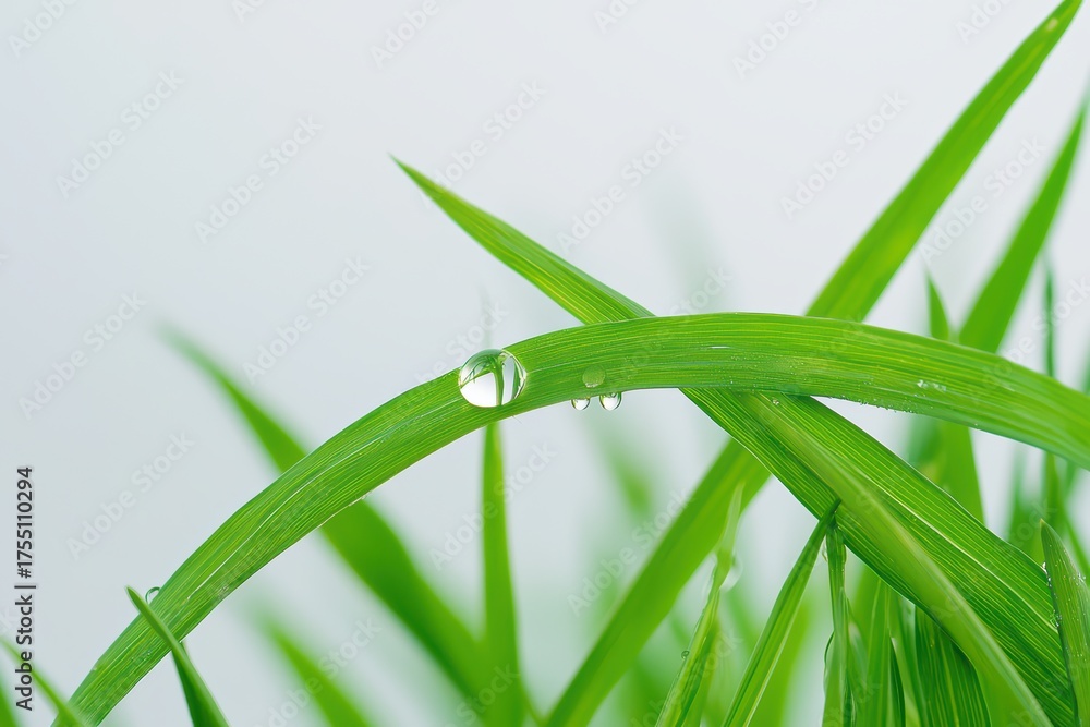 Fototapeta premium Grass concept. Close-Up of Fresh Green Grass Blades with Dew Drops Reflecting Light in a Tranquil Natural Setting