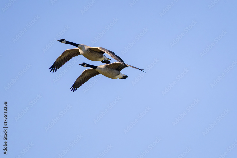 Obraz premium birds in flight
