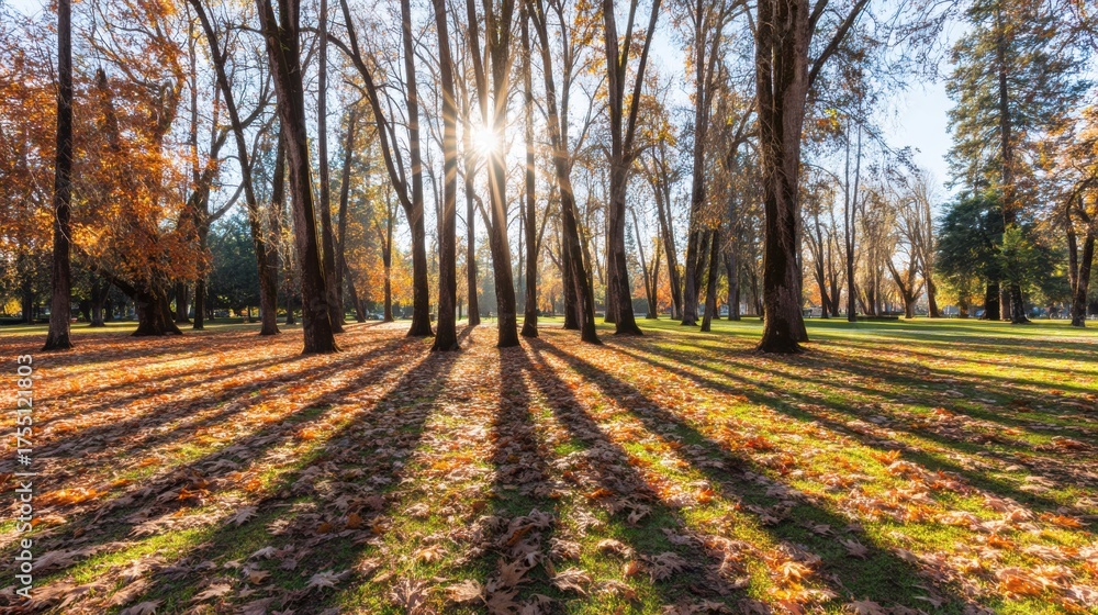 Naklejka premium Autumn leaves fall city park nature photography sunny day ground level serenity in nature