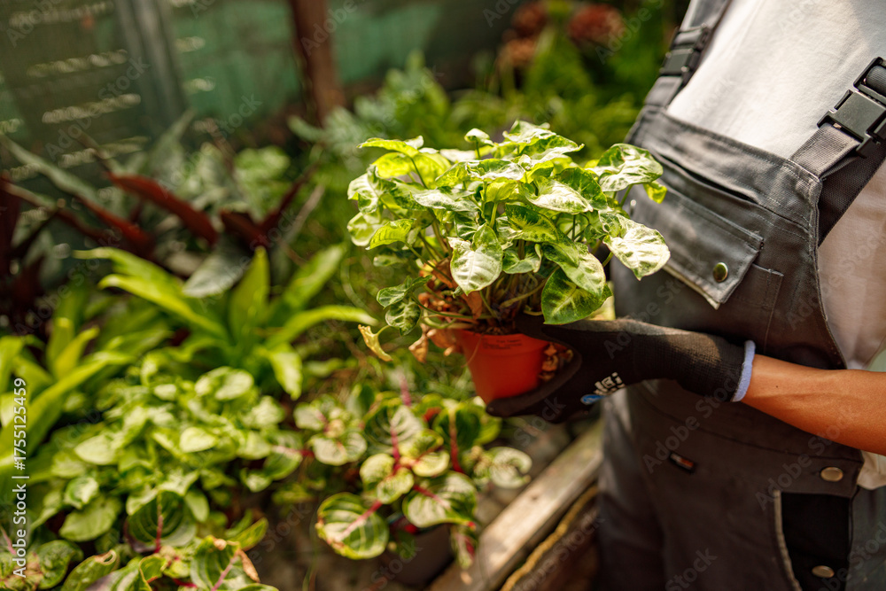 Fototapeta premium A skilled gardener showcases a vibrant potted plant in a lush greenhouse filled with thriving greenery