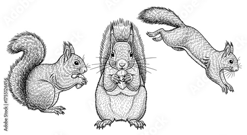  Squirrel with nut front view, squirrel with nut side view, squirrel jumping down - squirrel collection in motion from different sides engraving sketch hand drawn style black and white vintage