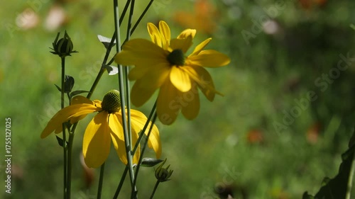Yellow coneflowers blooming in sunlight.