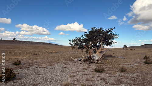 Lonely Bristlecone Pine in the high desert of Nevada