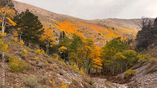 Orange aspens in the fall in the mountains