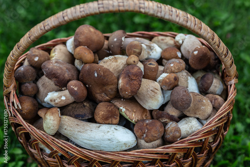 Basket with porcini mushrooms on a beautiful lawn