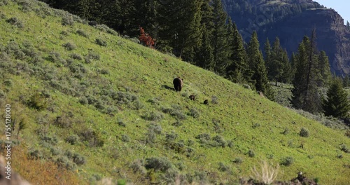 A mama grizzly bear and her two tiny cubs forage on a lush, grassy slope in Lamar Valley, Yellowstone National Park, Montana. A beautiful scene of wildlife in their natural habitat.