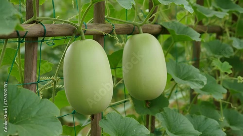 Two pale green gourds hang from a vine supported by a wooden trellis in a garden bottle gourd