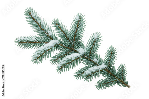 christmas wither snow pine branches isolated