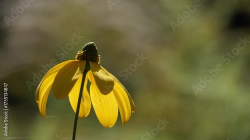 Yellow wildflower glowing in soft sunlight.