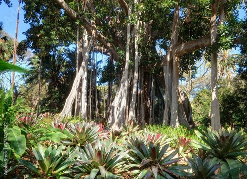 jardin Botanique de Puerto de la Cruz à Tenerife