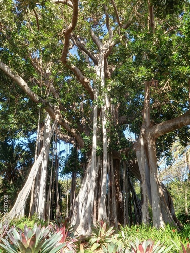 jardin Botanique de Puerto de la Cruz à Tenerife