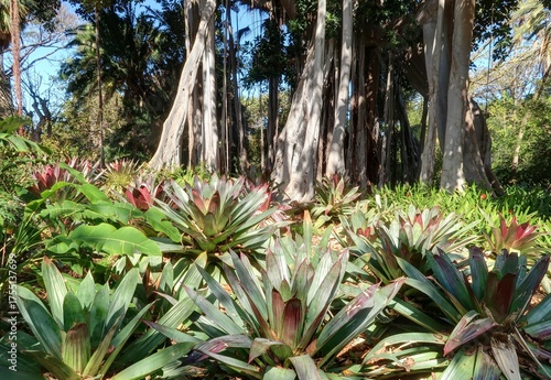 jardin Botanique de Puerto de la Cruz à Tenerife