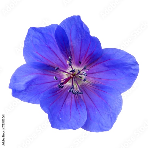 Vibrant Blue Geranium Flower Isolated on White Background.