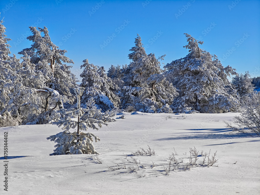 Fototapeta premium Landscape of Vitosha Mountain, Bulgaria