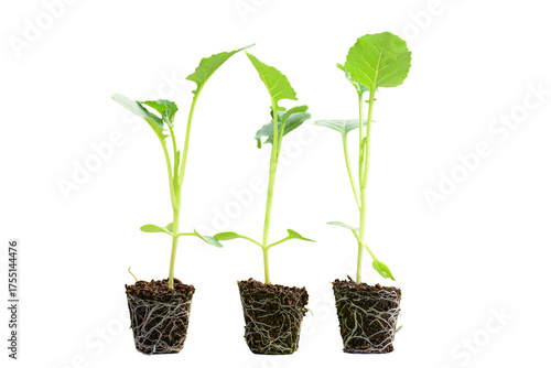 Young green seedlings of various vegetable plants growing healthy in soil, isolated on white background. Perfect for gardening, farming, organic, and nature-themed designs or ads