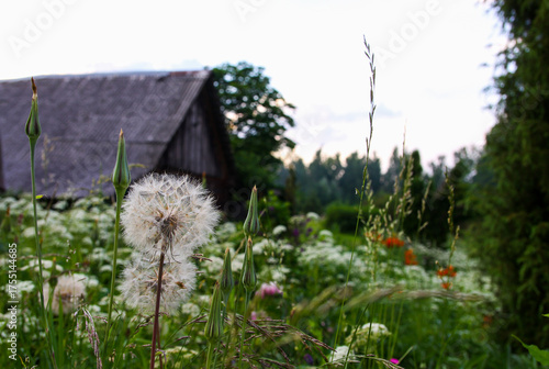 Fluffy dandelions growing in a quiet village meadow. Freedom and rural simplicity.