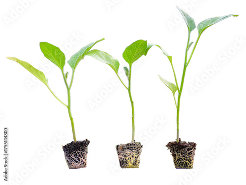 Young green seedlings of various vegetable plants growing healthy in soil, isolated on white background. Perfect for gardening, farming, organic, and nature-themed designs or ads