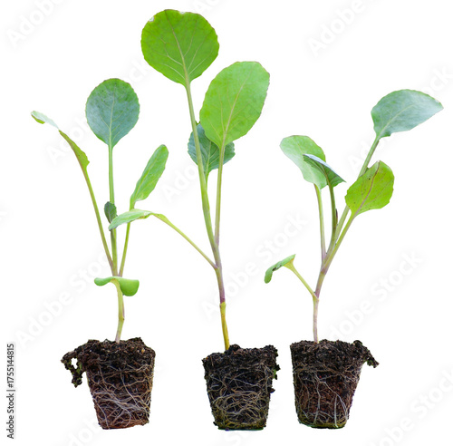 Young green seedlings of various vegetable plants growing healthy in soil, isolated on white background. Perfect for gardening, farming, organic, and nature-themed designs or ads